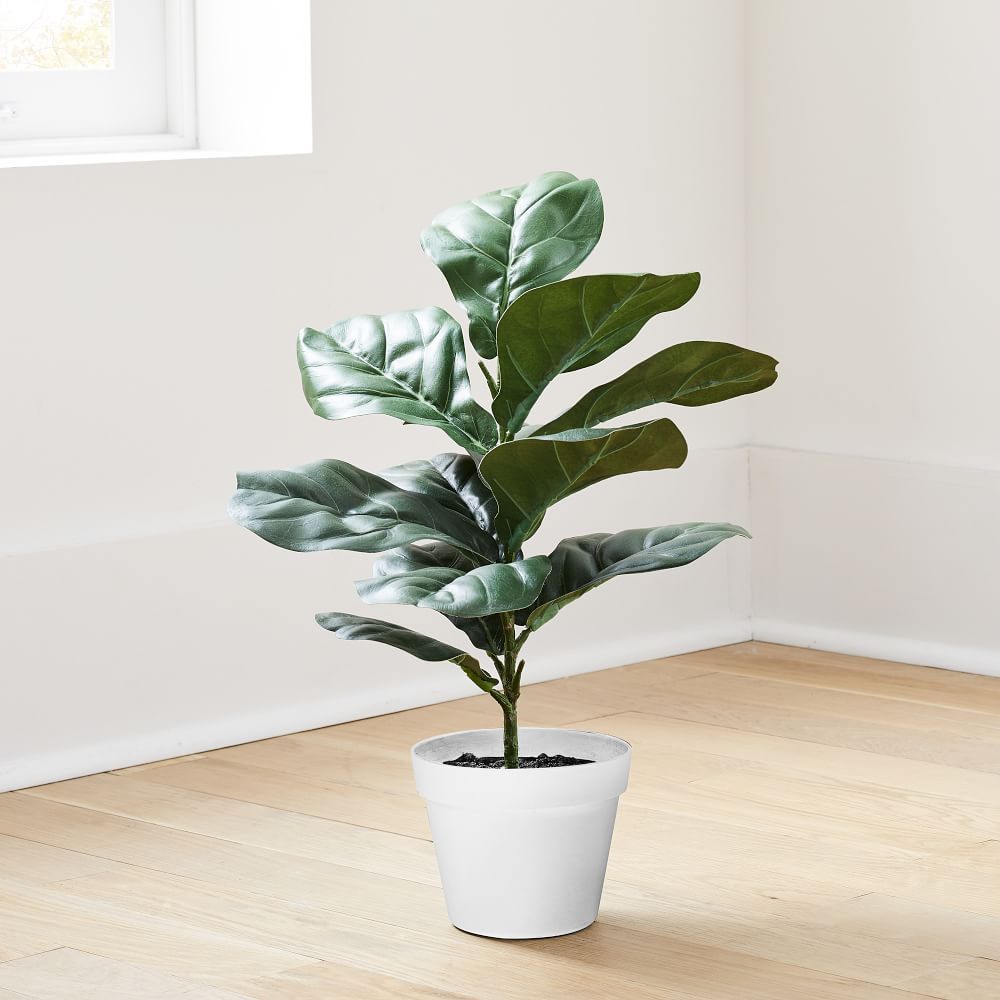 Faux Potted Fiddle Leaf Fig Plants | West Elm (US)