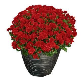 ENCORE AZALEA 13 in. Chrysanthemum (Mum) Plant in a Decorative Pot with Red Flowers-6322 - The Ho... | The Home Depot