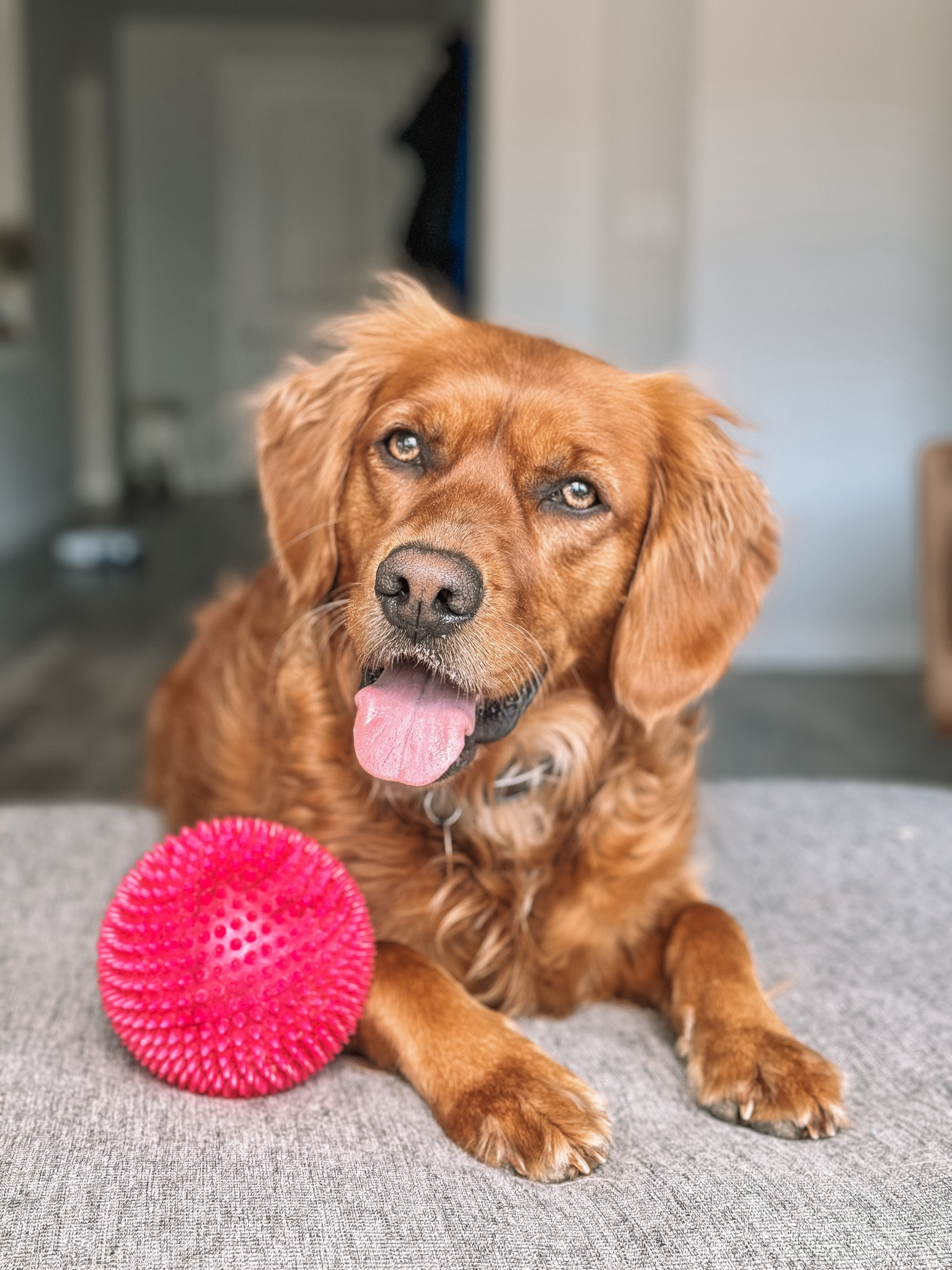 Our favorite balls!!!! 🎀🩷🦩👛🌷💅🏼🦮

#LTKFamily #LTKGiftGuide #LTKSaleAlert