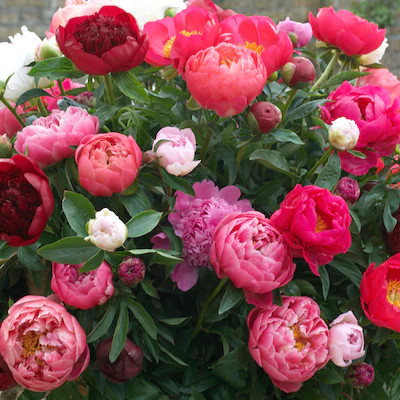 3-Count Peony Mixed Varieties Bulbs | Lowe's