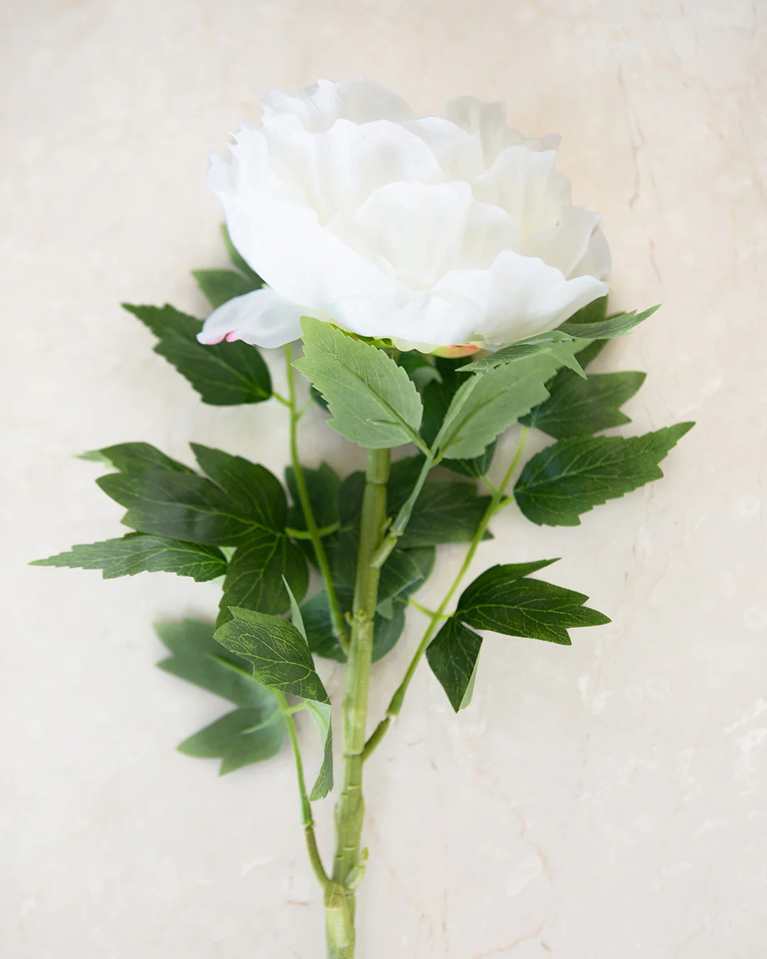 Cream Peony | Elements by Remedy