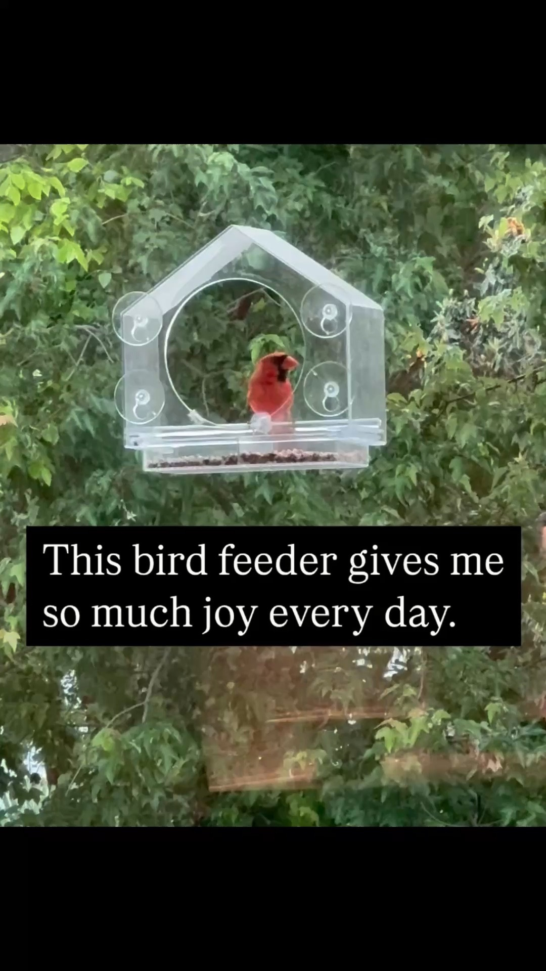 It’s the little things ❤️. This birdfeeder brings me so much joy every day. It makes a great gift too!  It’s a lightning deal right now for the next 10 hours!  

#LTKMothersDay #LTKHome #LTKSaleAlert