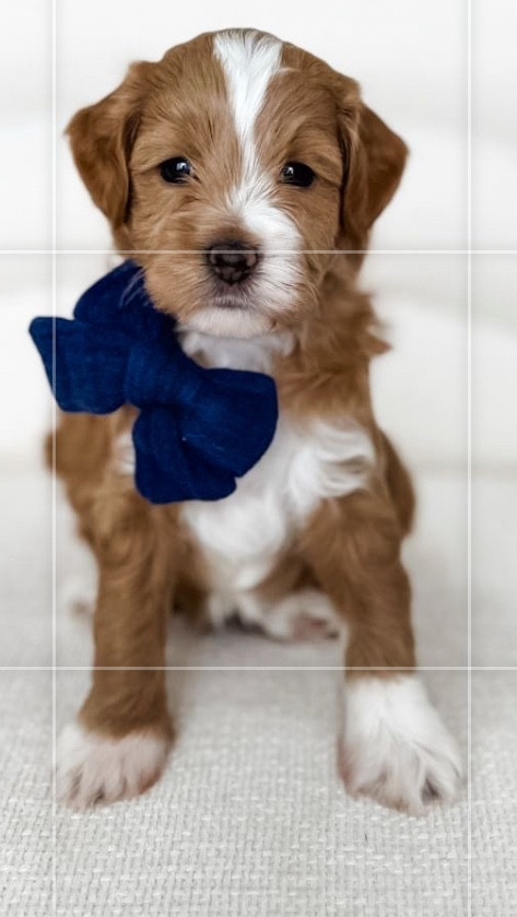 New puppy, who dis 🐶💛
Sharing all my new fur babies current favorites… from treats to toys to cozy must-haves.

Drop your puppy must-haves below 👇🏽

#puppymusthaves #LtkPet #newpuppymom #goldendoodlelife #puppylove #dogmomlife #puppyessentials 

#LTKHome