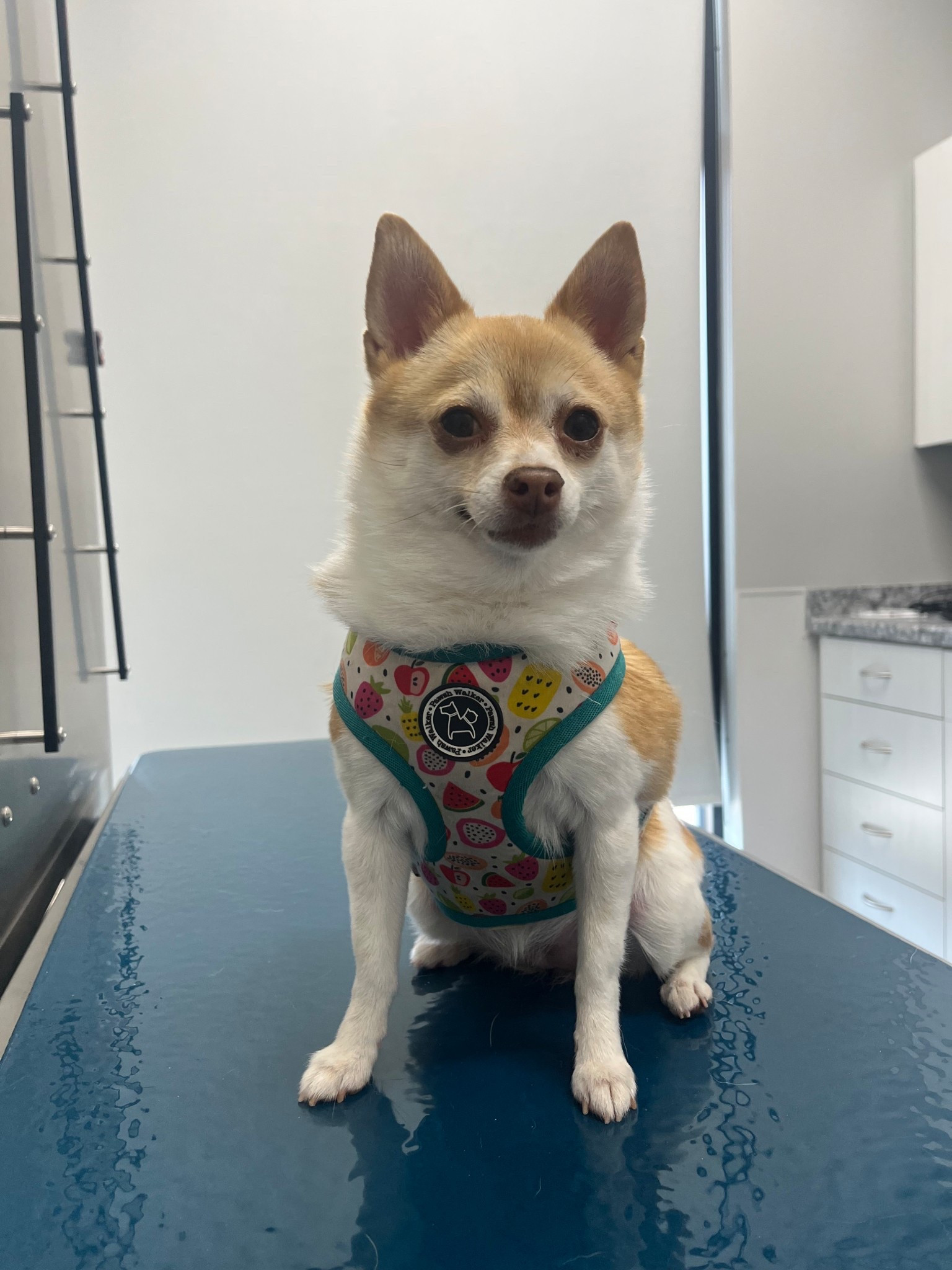 Vet day🩺🥼🏥

#LTKStyleTip #LTKFindsUnder50 #LTKPets