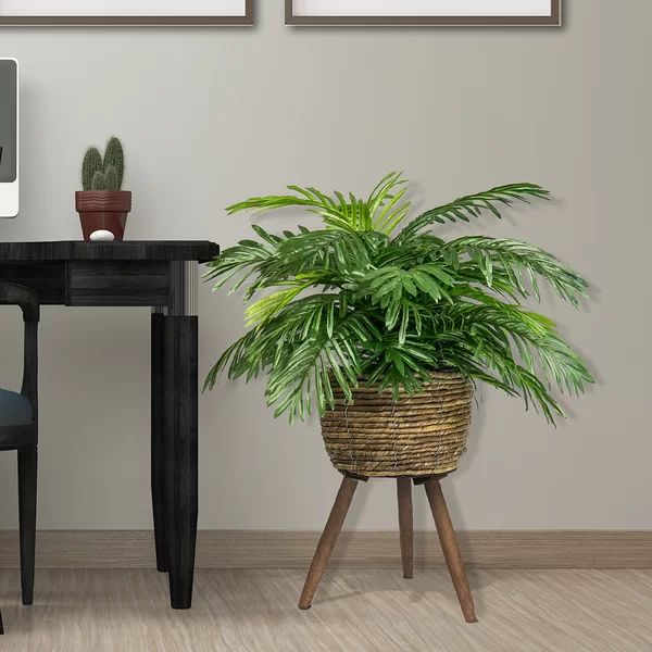 Phoenix 30" Palm Plant in Basket | Wayfair North America
