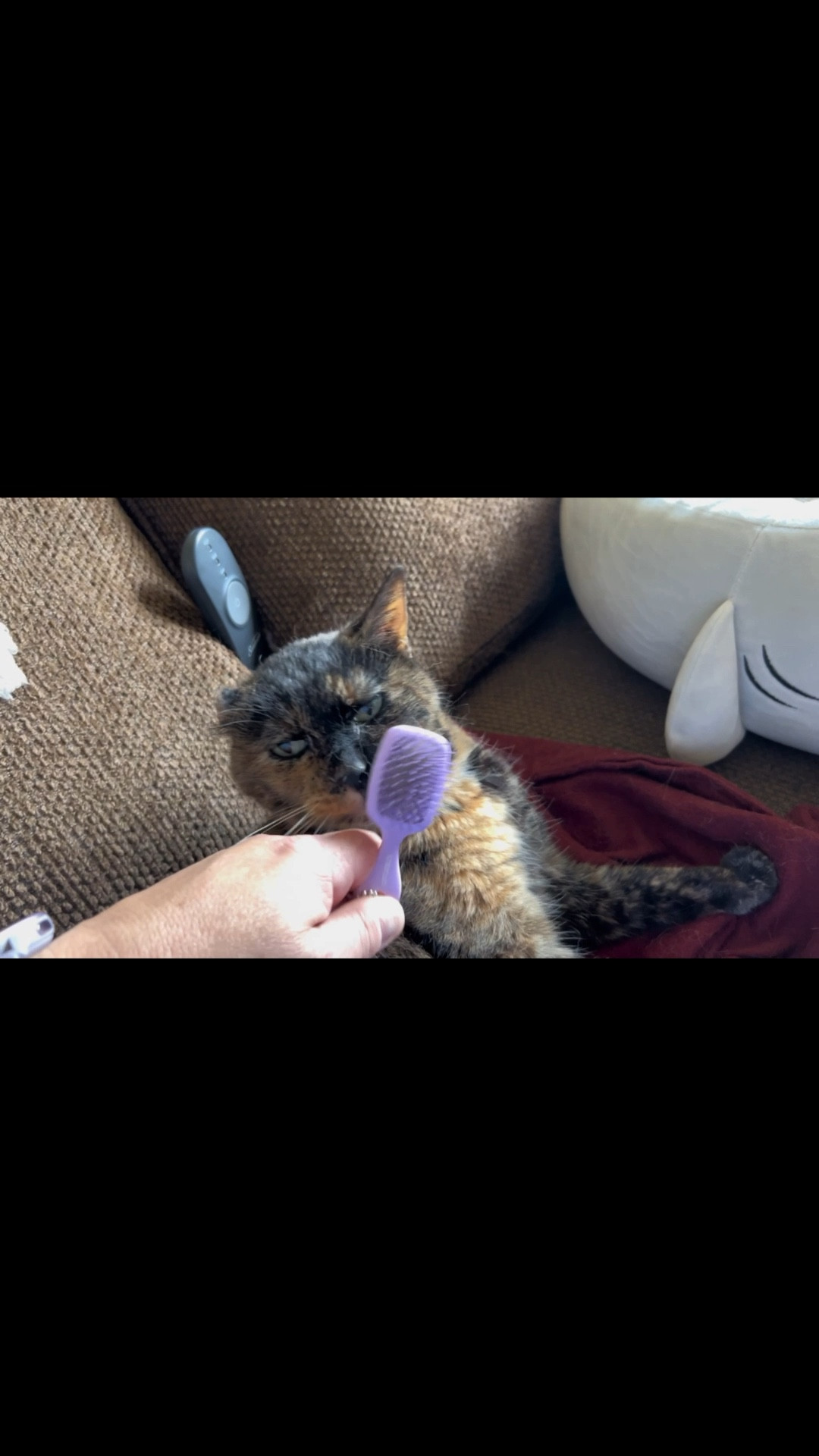 Cats love Unbrush also! 😂🙌🏼#unbrush #unbrushmini #unbrushkeychains #hairbrush #cats #kittens #ltkpets #ltkcats #brush #petbrush #catbrush

#LTKPets #LTKHome #LTKFamily
