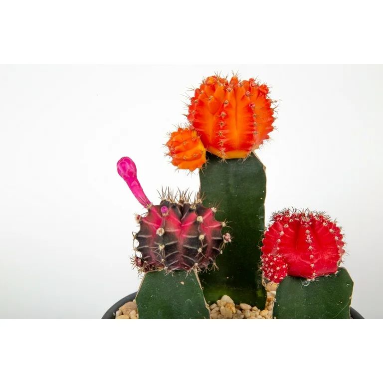 Desert Escape Live Indoor Plant 7in Tall Grafted Cacti in 2.5in. Grower Pot - Walmart.com | Walmart (US)