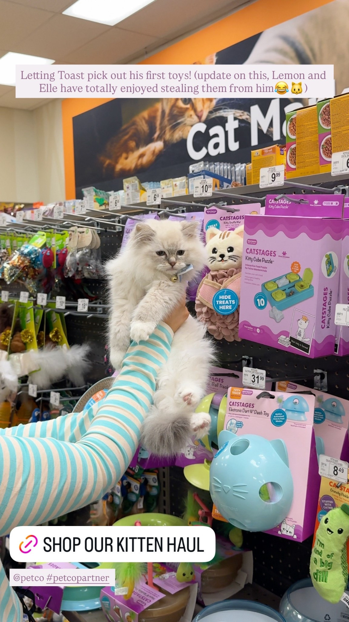 Our kitten favorites from @petco! Toast is loving his trips to pick out new toys and goodies🤭 #petcopartner