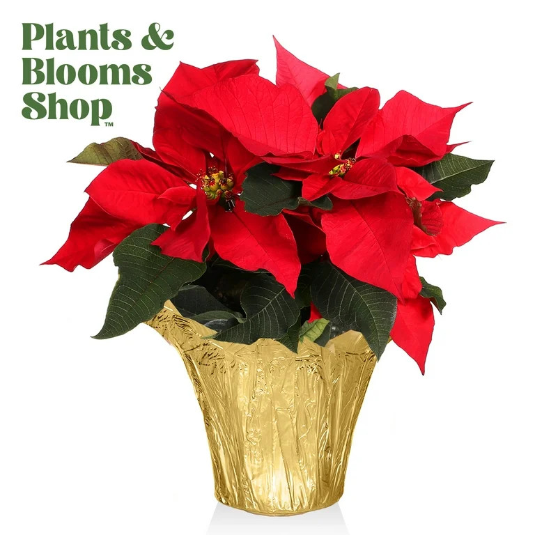 Plants and Blooms 8-10" Red Poinsettia Live Plant in 4" Grower Pot with a Gold Pot Cover, House P... | Walmart (US)