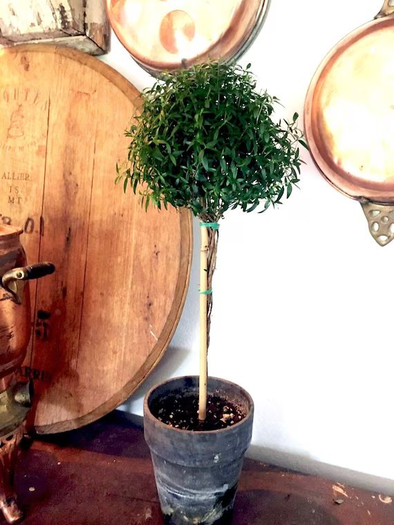Live Plants-myrtle Topiary 18 | Etsy | Etsy (US)