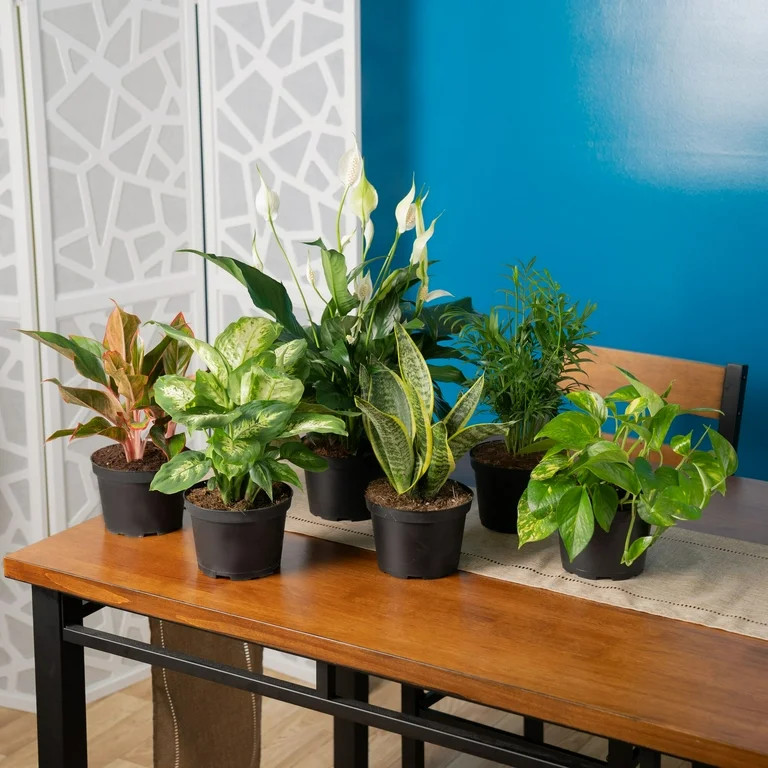 100+ bought since yesterday Plants with Benefits by Costa Farms 26" Majesty Palm House Plant in 1... | Walmart (US)