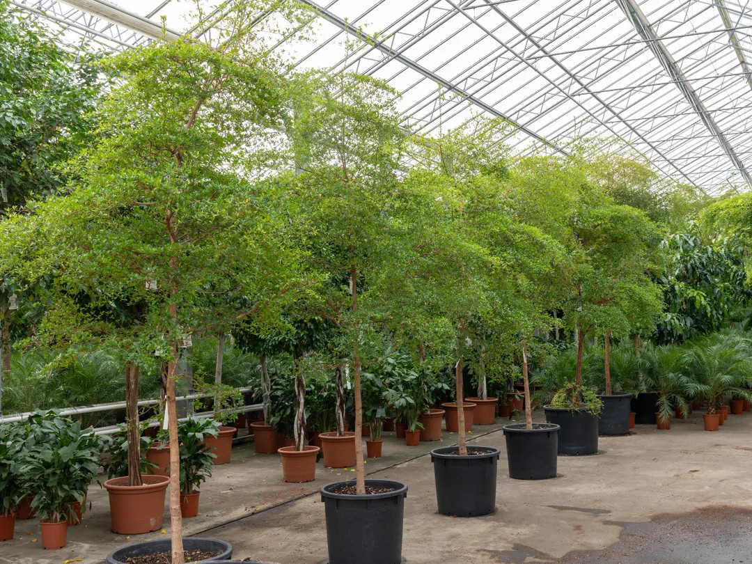 Shady Lady Black Olive Tree – Bucida Buceras – Elegant Ornamental Tree for Patio, Entryway, o... | Etsy (US)