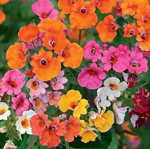 SeedsUA - Nemesia Carnival Mix Annual Outdoor Garden Flower for Planting : Amazon.ca: Patio, Lawn... | Amazon (CA)