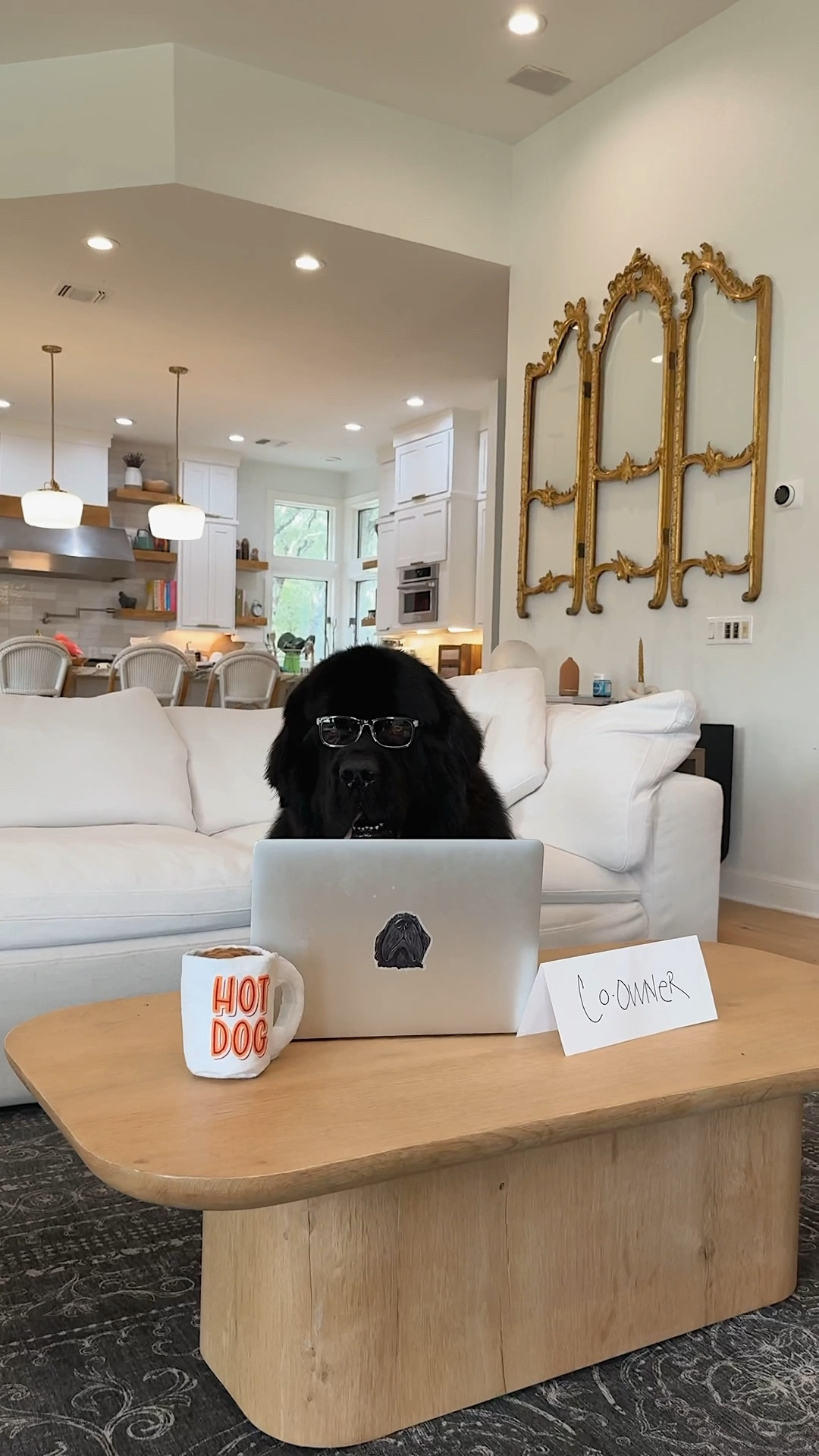 Now all dogs are @barkbox co-owners! And Kuzco is taking this new title very seriously! #Ad sign your pup up to be co-owner, join the chair dog committee and apply for the official “chair dog” role #BarkPartner #BarkCoOwned #ShopDog  

#LTKPets