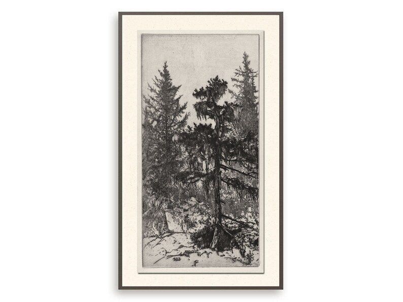 Antique print of pine trees, Vintage botanical wall art, Printable tree drawing | Etsy (US)