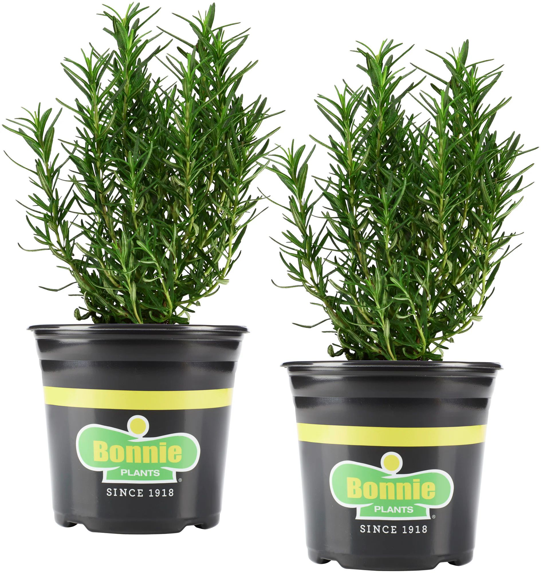 Bonnie Plants 2-Pack Rosemary in 25-oz Pot | Lowe's