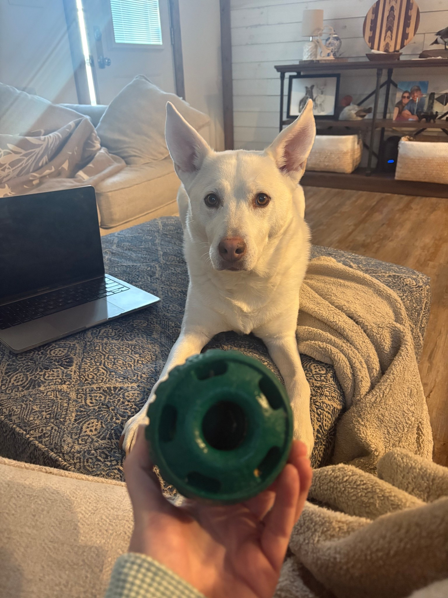 Favorite dog toy - 30 mins or more of fun!!! 

#LTKFindsUnder50 #LTKdayinmylife #LTKHome