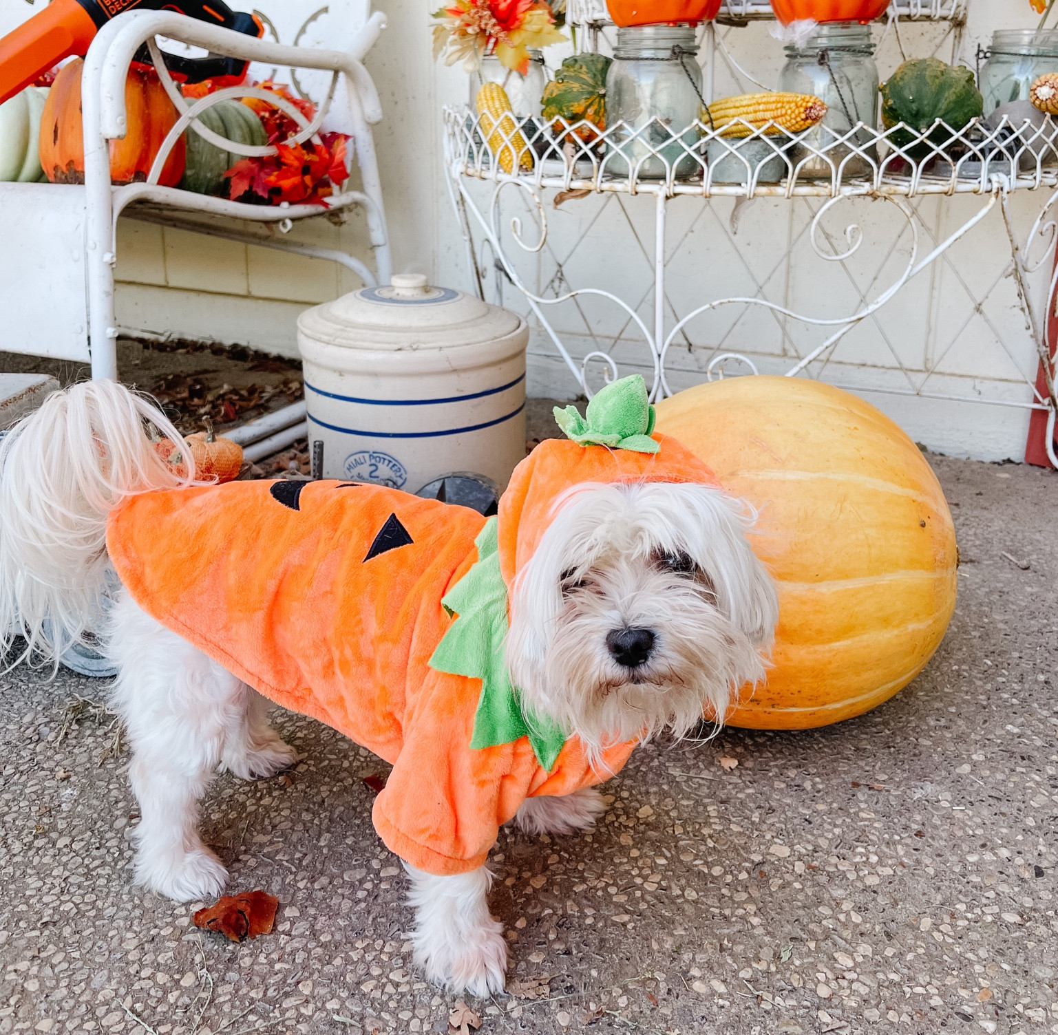 Halloween costume for dogs. Pumpkin Halloween costume for dog. Small dog Halloween costume. Amazon finds. Amazon Halloween costume. 🎃🍁🧡🐶

#LTKSeasonal #LTKHalloween #LTKunder50