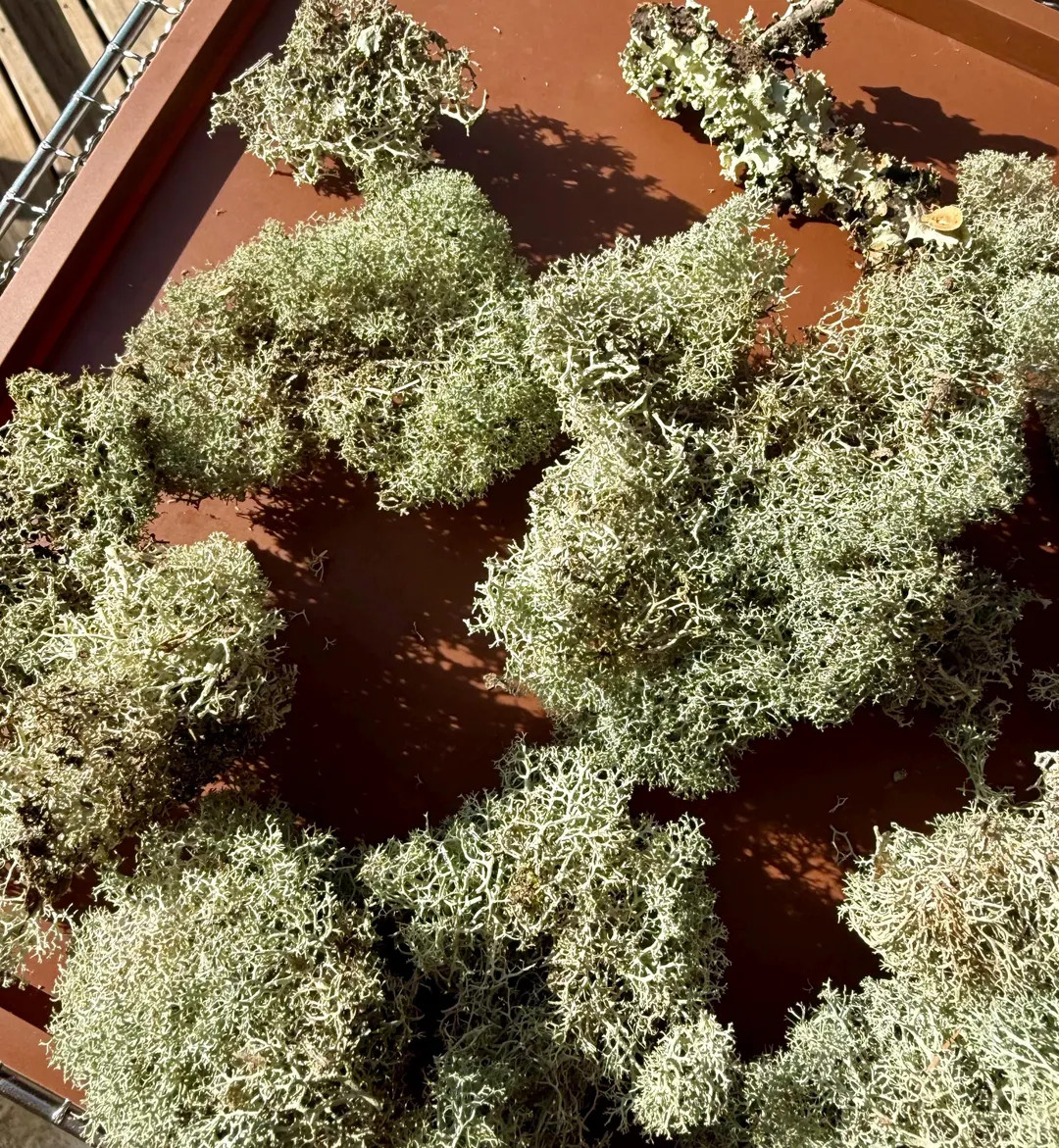 Reindeer Lichens, Deer Moss | Hermit Crab Foraging - Etsy | Etsy (US)