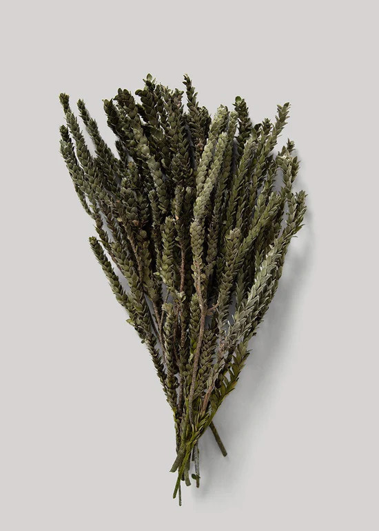 Preserved Green Buxifolia Foliage - 18" | Afloral