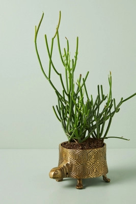 Turtle Planter | Anthropologie (US)