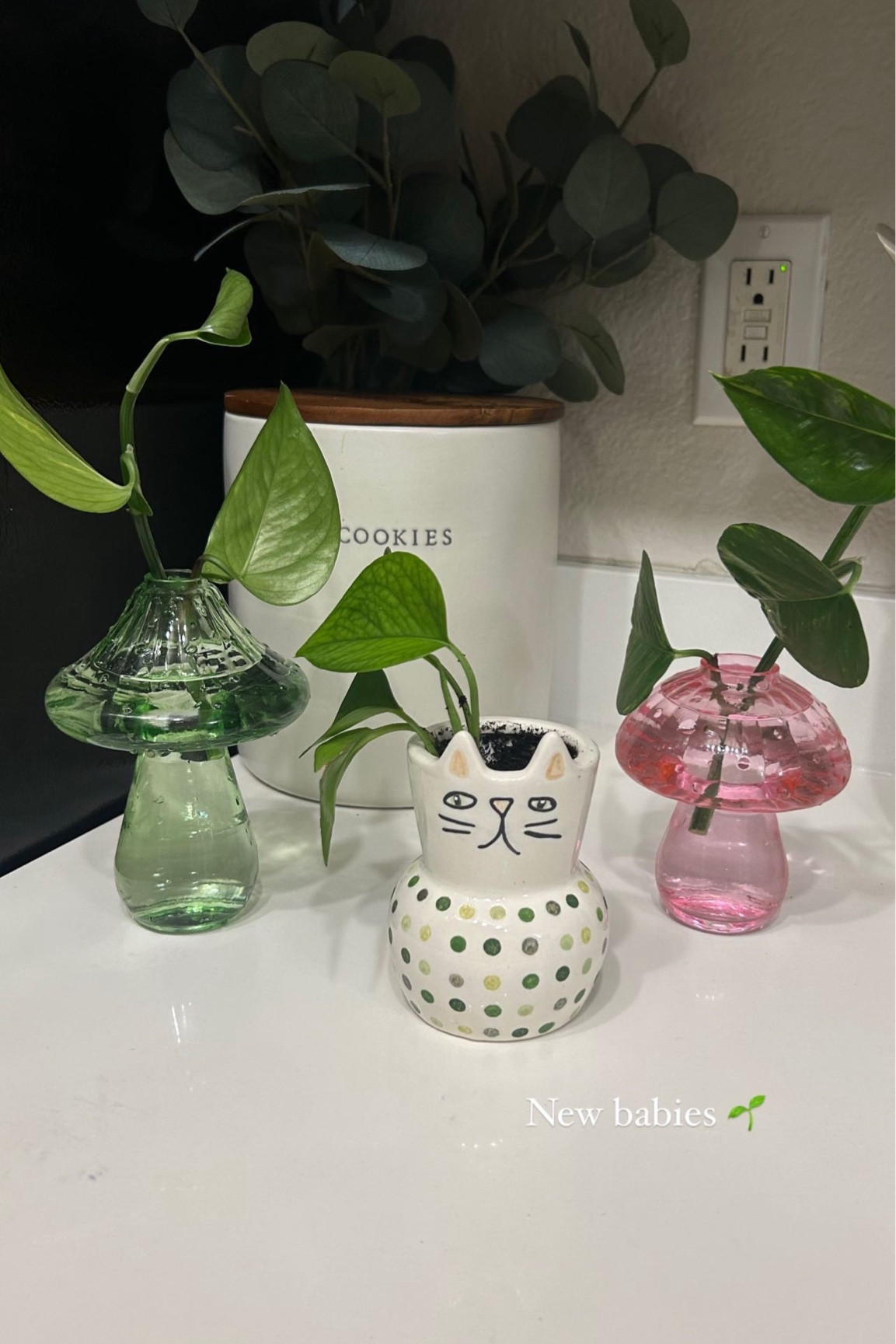 Cute little mushrooms and planter ✨

#LTKHome #LTKGiftGuide #LTKFindsUnder50