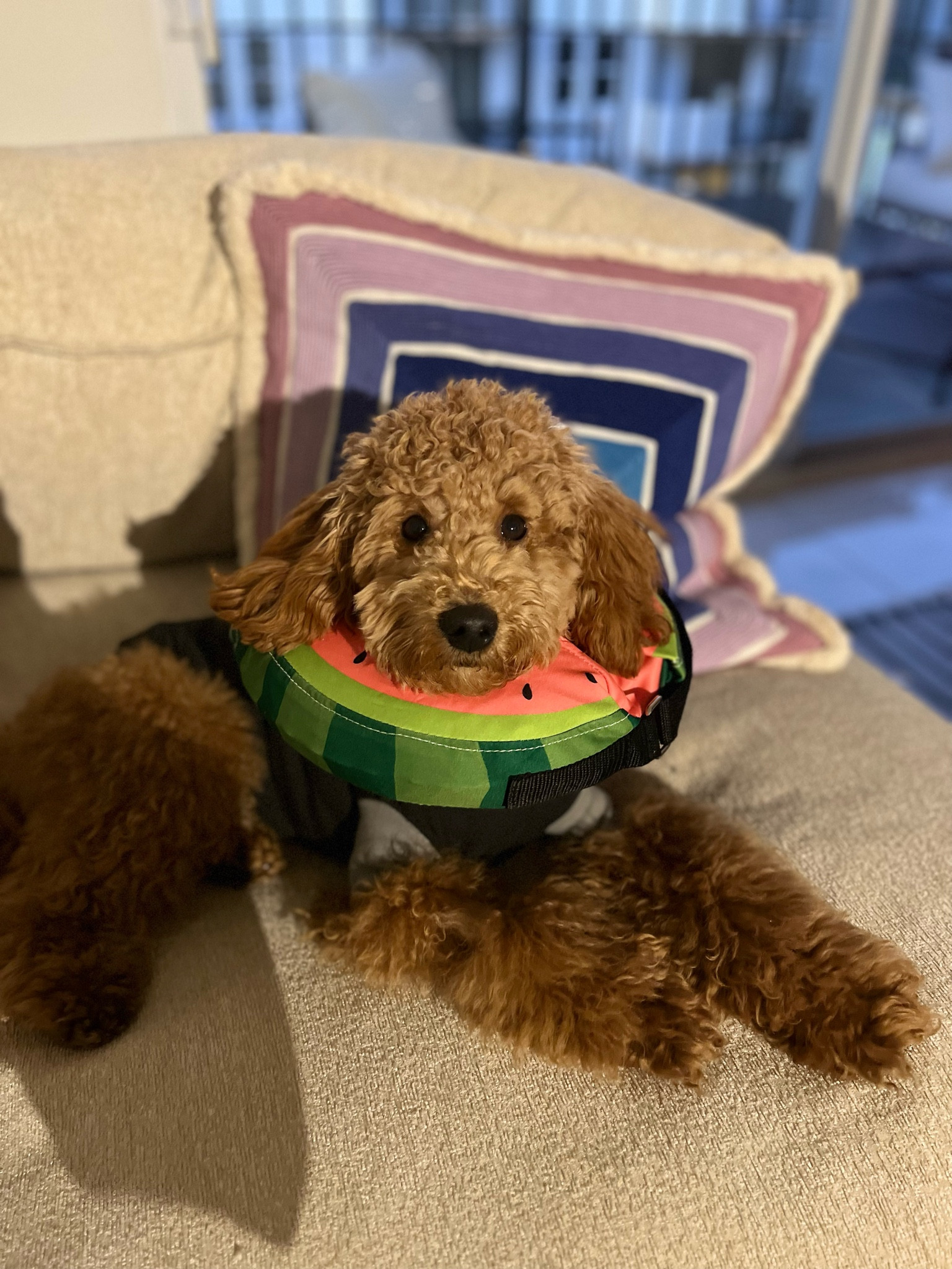 Neutering must haves! Body suit for all day and inflatable collar for walks and bathroom! #LTKpup #LTKdog #Dog #puppy #cone #dogs #neuter #neutetcare

#LTKFind #LTKbaby #LTKhome