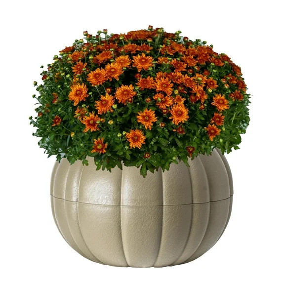 Better Homes & Gardens 3 Qt Pumpkin Planter Pink Hardy Mum - Live Plants Fall Décor Full Sun | Walmart (US)