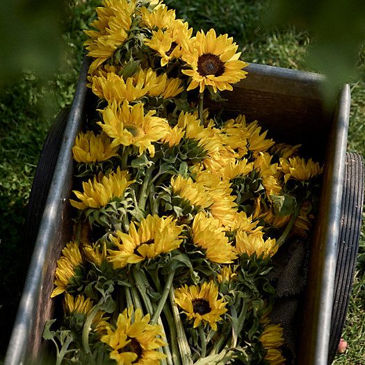 Fresh Sunflower Bunch | Terrain