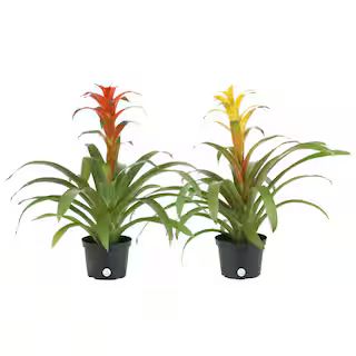 Grower's Choice Bromeliad Indoor Plant in 6 in. Grower Pot, Avg. Shipping Height 1-2 ft. Tall (2-... | The Home Depot