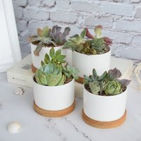 Ceramic Succulent Planter, Pack Of 4/6 Round White Mini 3.15 Inch Flower Planter Pot With Bamboo Tra | Etsy (US)