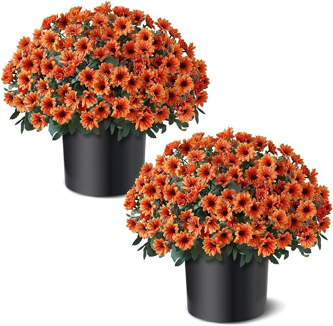 2 Pcs Artificial Fall Daisy Topiary Ball Trees Fake Mums for Porch (Orange) | Amazon (US)