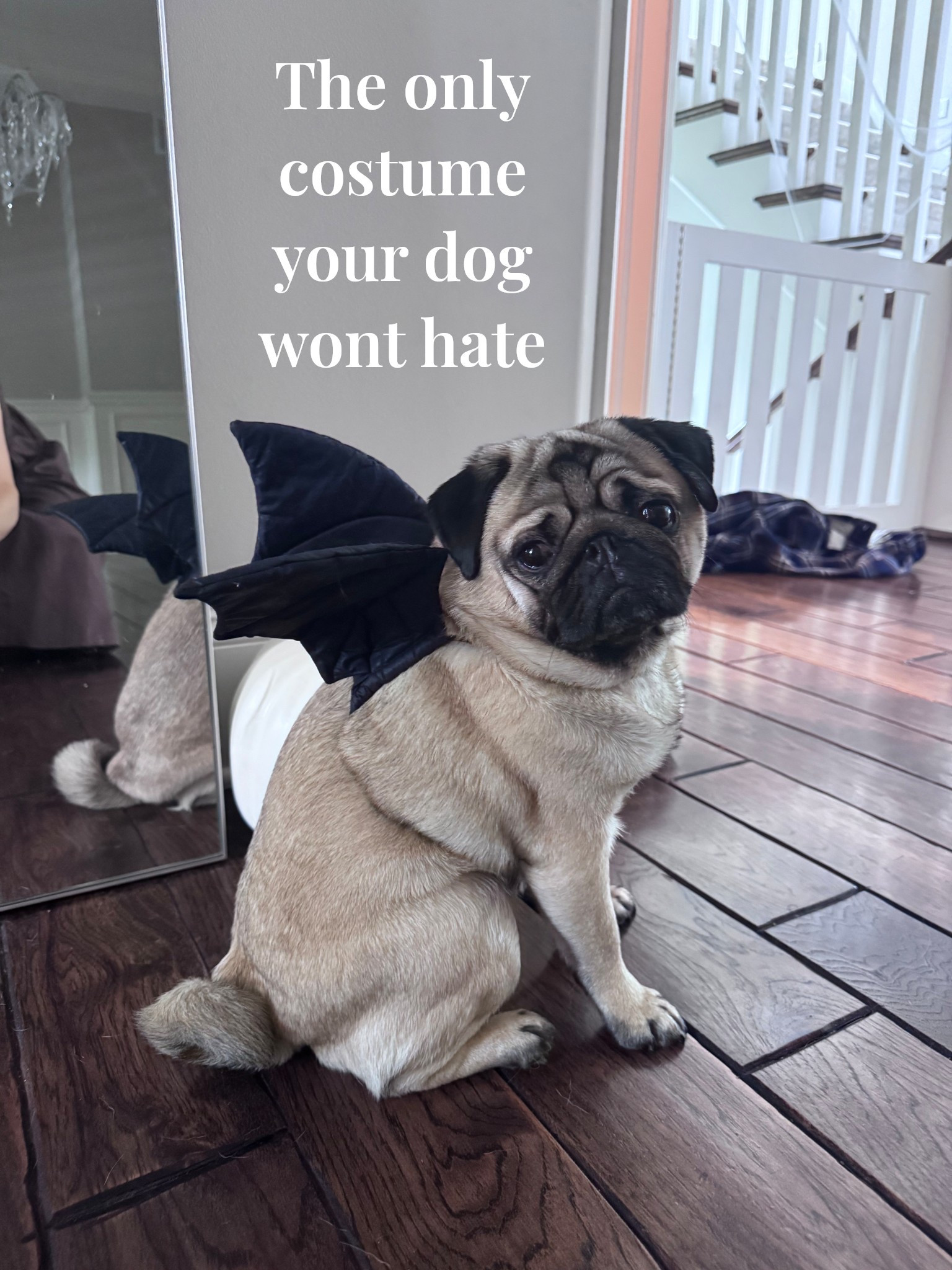Bought these bat wings on Etsy in 2014 and they’re still going strong 👌🏻 Managed to find the same seller still selling the same one. We got a size small for our 16 lbs pug Hermes. Small works up to about 23 lbs

Halloween, fall, dog costume, bat wings, pug love

#LTKSeasonal #LTKHalloween