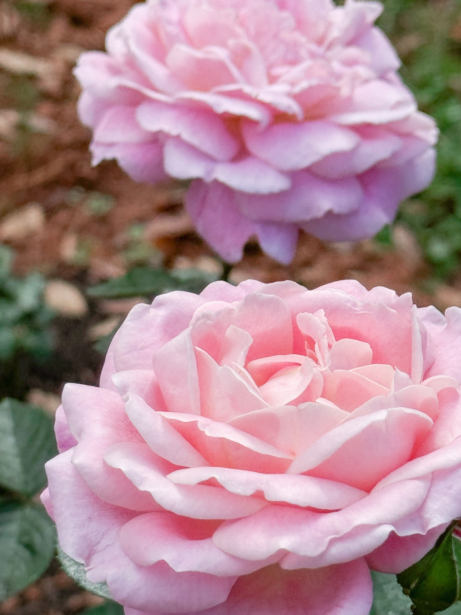 True Bloom True Perfume is one of the best roses in my garden! 

#LTKSeasonal #LTKHome #LTKWedding