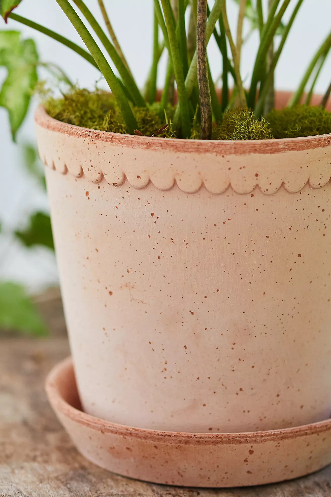 Bergs Helena Terracotta Pot + Saucer Set | Anthropologie (US)