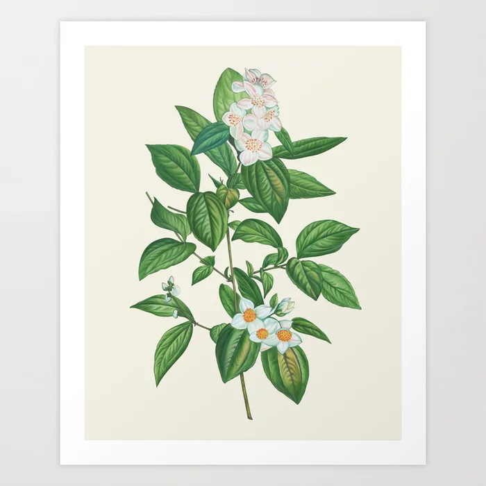 Botanical Collection - English Dogwood Art Print | Society6