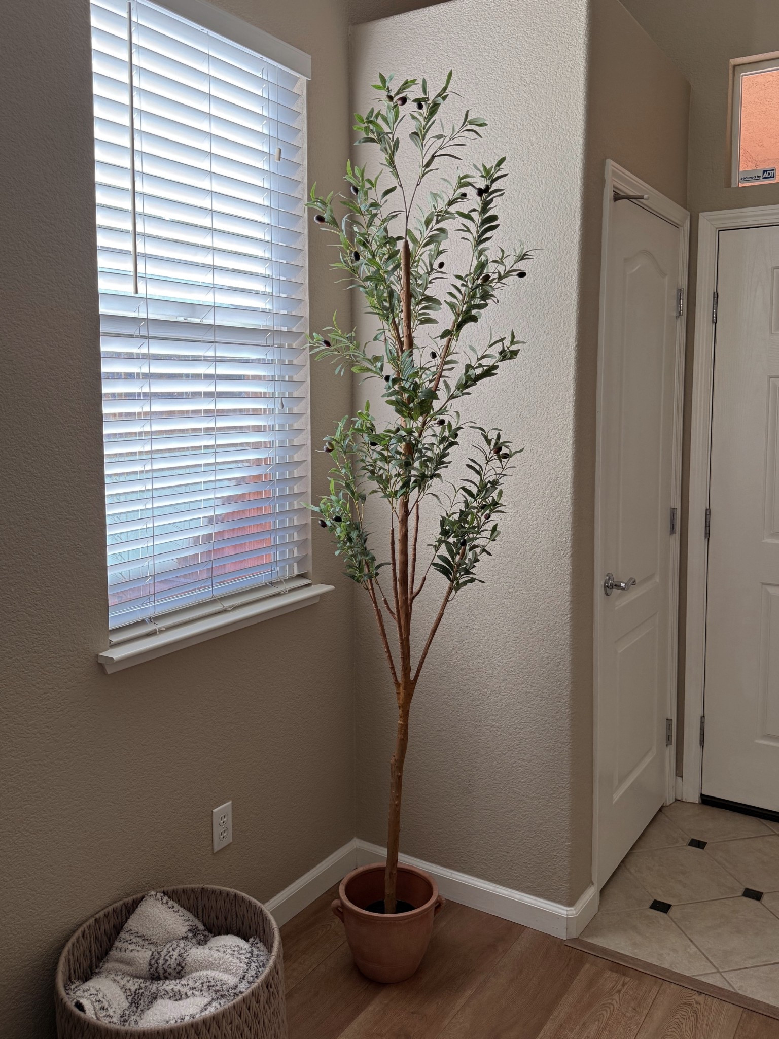 My new Olive tree and the pot (sold separately) are under $100 for both! 🪴 