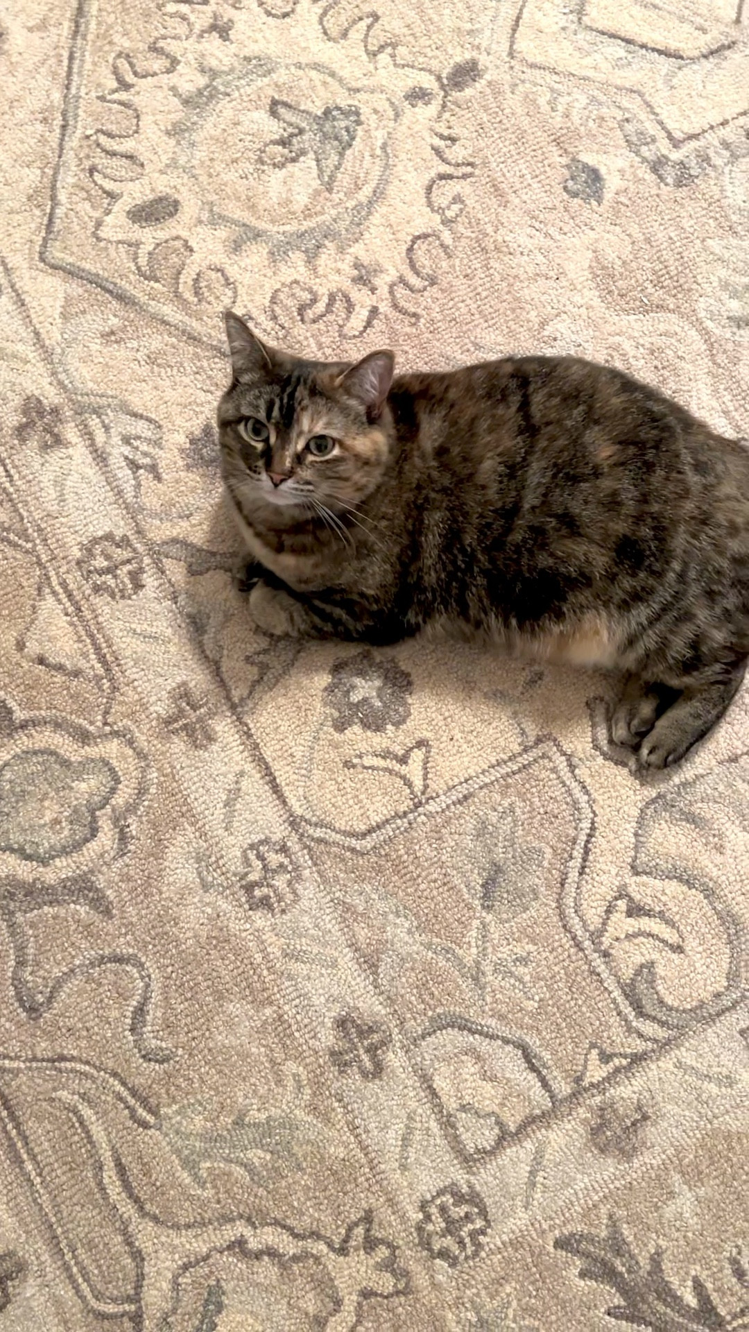 Kitty is loving our new @Quince ‘Albany’ wool rug! 

Color: Taupe 

#LTKHome