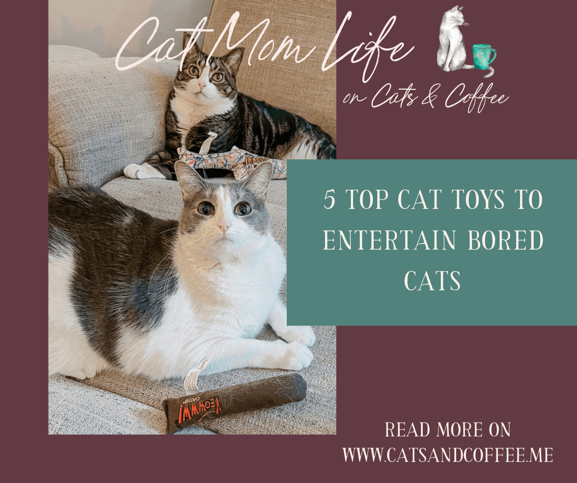 Five Top Cat Toys for Bored House Cats  😻 Whether you have one cat or multiple, cats can become bored rather easily. Whether they show little or declining interest in toys previously purchased, a bored cat might resort to acting out for stimulus. Here, I’m sharing the best toys for bored cats that my three cats love. Each option is readily available on Amazon, Chewy, or Etsy, and all are under $25 — the perfect way to treat your fur baby! 

 #LTKHome #LTKPets #LTKFamily