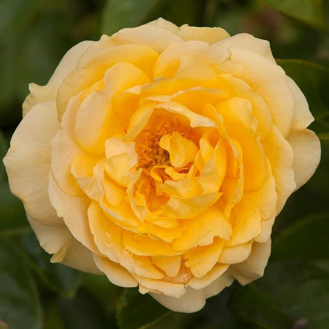 Heirloom Floribunda Roses, Live Own Root Plant for Outdoor Garden, Julia Child™, Moderately Fra... | Amazon (US)
