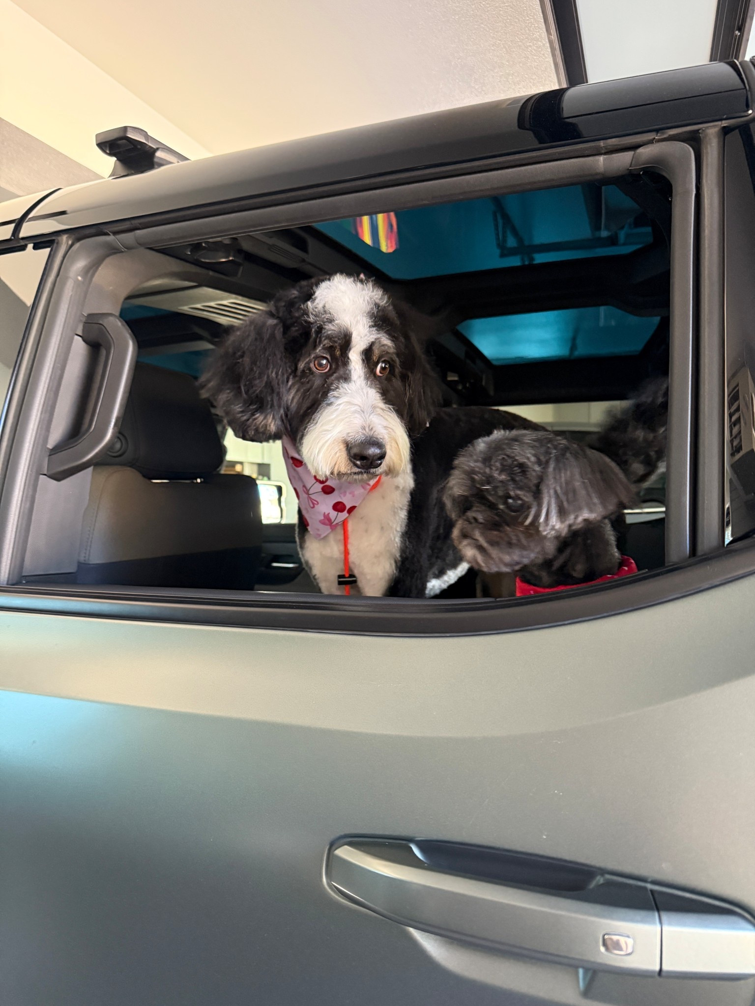 The pups are looking so cute with their fresh hair cuts!

#LTKHome #LTKdayinmylife #LTKmomlife