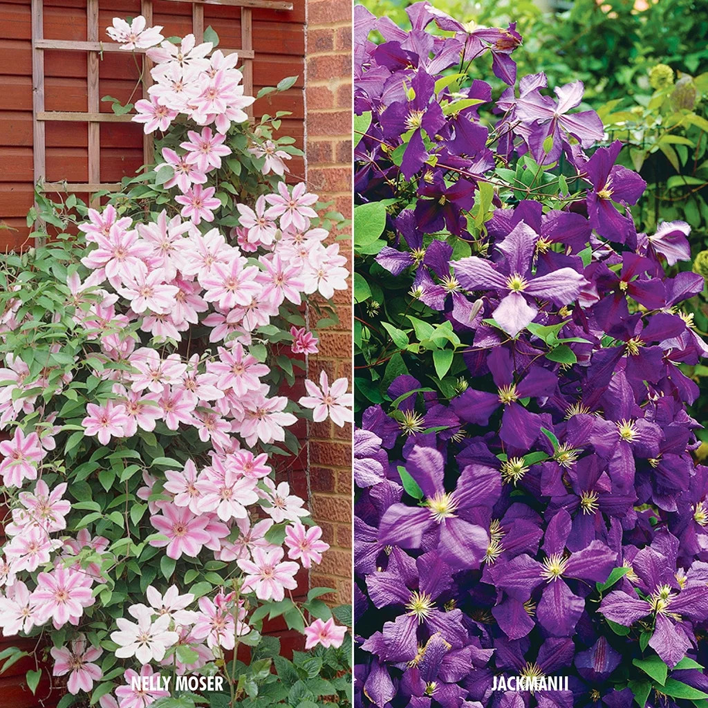 Van Zyverden Clematis Collection 2 Varieties Set of 2 Plants Assorted Part Sun - Walmart.com | Walmart (US)