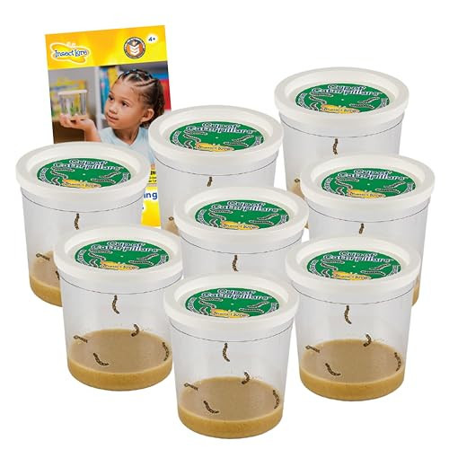 Insect Lore 40 Live Baby Painted Lady Caterpillars | 8 Cups of Caterpillars Basic, 5 Per Cup - Refill for Butterfly Kit | Caterpillars and Food Included | Amazon (US)