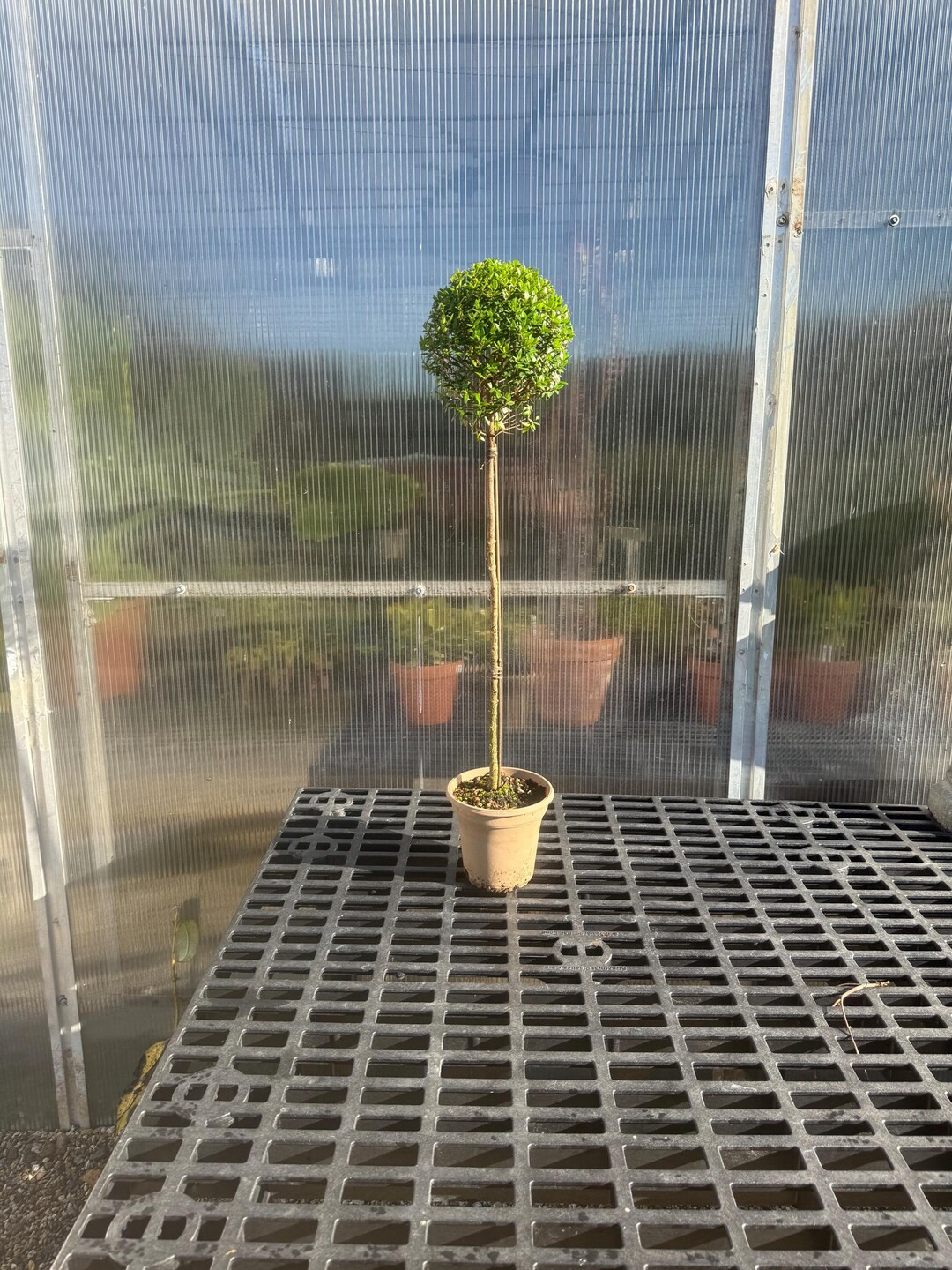 Myrtle Topiary 31"-36” Tall in 6" Pot - Real Live Topiary Plant - Etsy | Etsy (US)