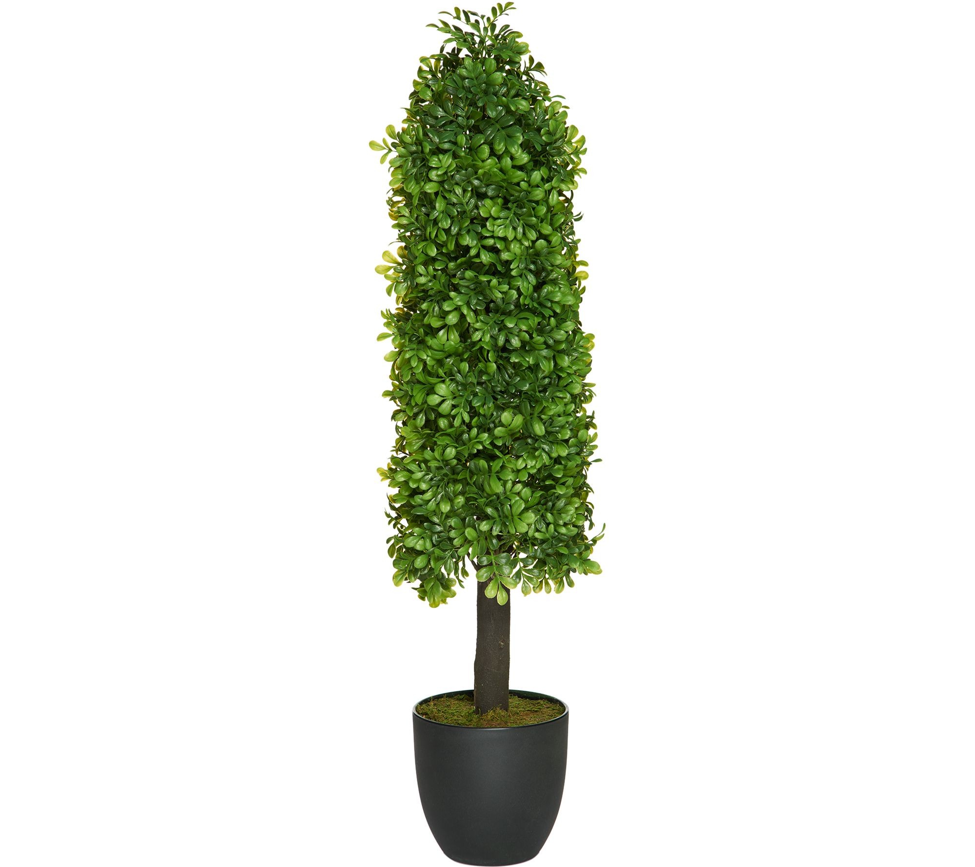 37" Indoor/Outdoor Boxwood Plant with Base by Valerie — QVC.com | QVC