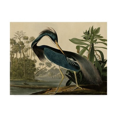 John James Audubon 'Louisiana Heron' Canvas Art | Target