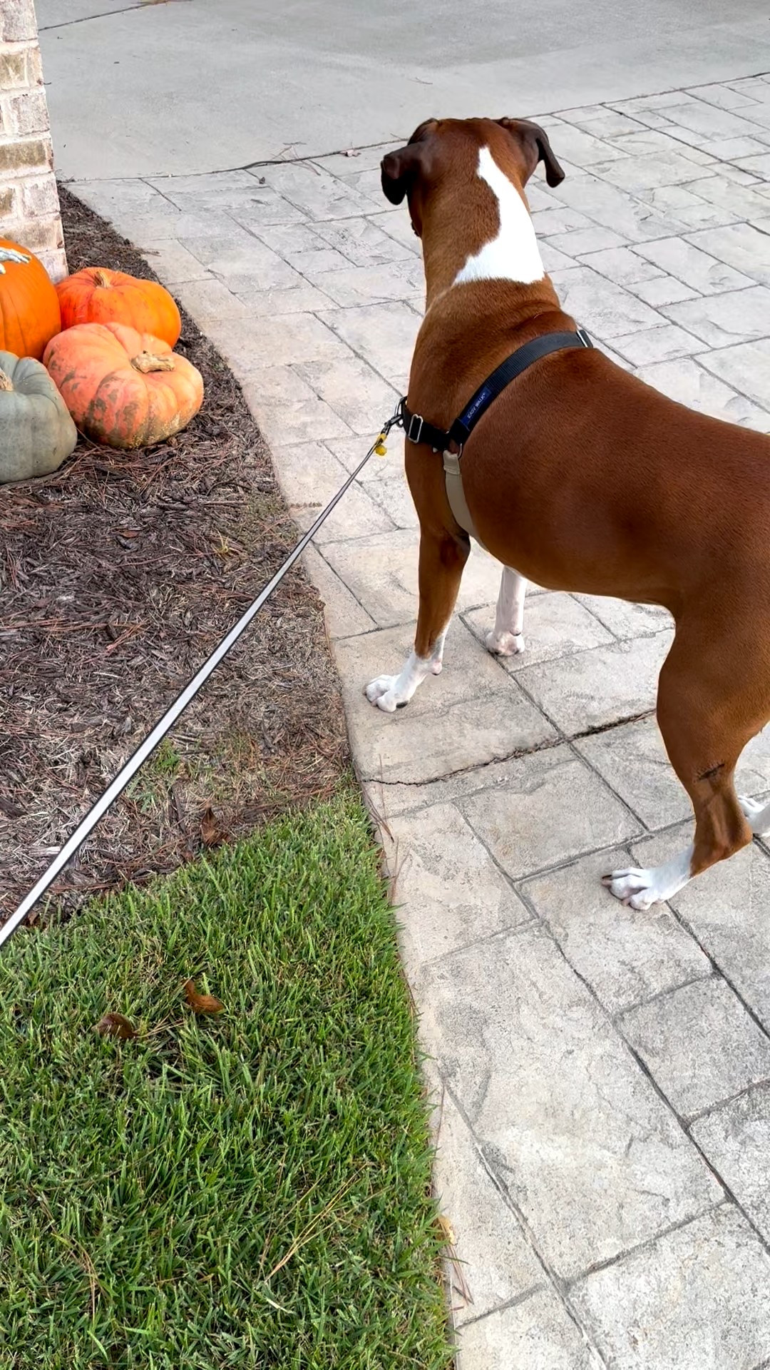 My boxer, Bruno, was not a fan of my friend’s Halloween decorations 🤣 🎃👻💀

#LTKActive #LTKHalloween #LTKPets