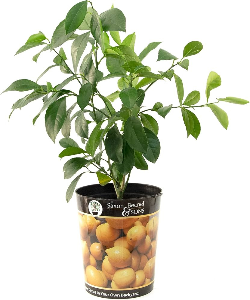 Garden State Bulb Meyer Lemon Tree, Citrus Live Plant (1 Gallon Growers Pot) Cannot Ship FL, AZ, ... | Amazon (US)