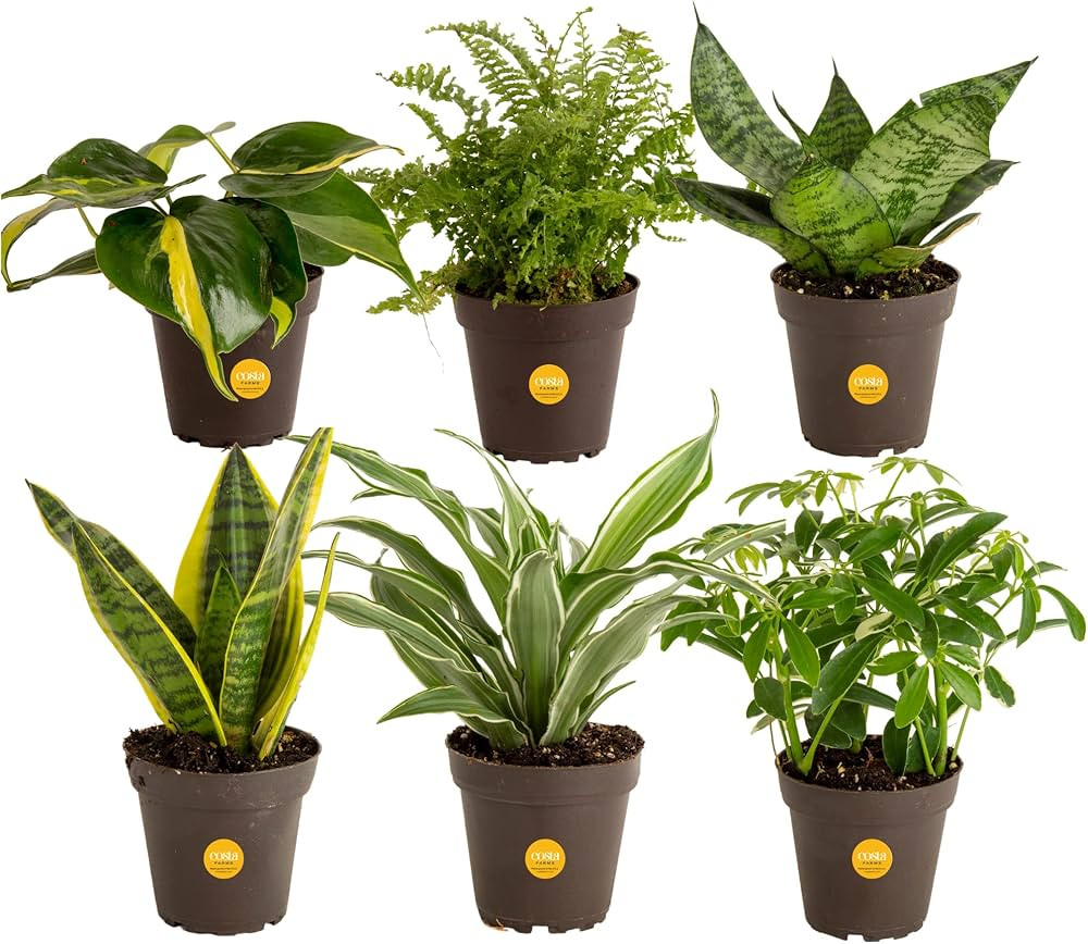 Costa Farms Live Houseplants (Pack of 6), Real Indoor House Plants in Easy Grow Plant Pots, Growe... | Amazon (US)
