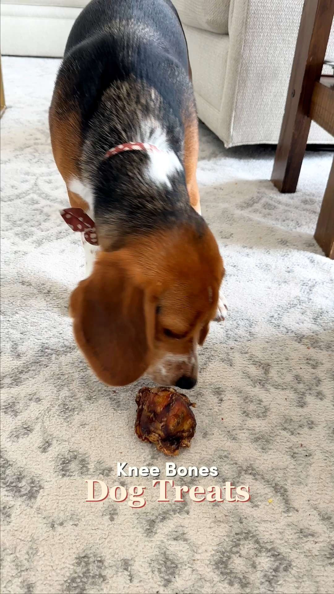 These knee bone treats are a great option for keeping dogs happily occupied🦴 These knee bones are designed for longer chew sessions, making them great for boredom busting and enrichment. A solid choice for treat time or rewarding good behavior 🐾 #LTKPets #LTKFavorites #LTKPetsFinds #LTKFinds #DogTreats #PetCare #ChewTime #DogOwners #PetFavorites #HappyDogs 

#LTKHome #LTKFindsUnder50